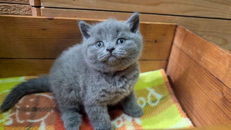 仔猫