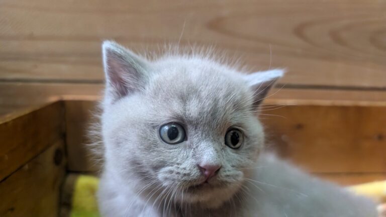 仔猫