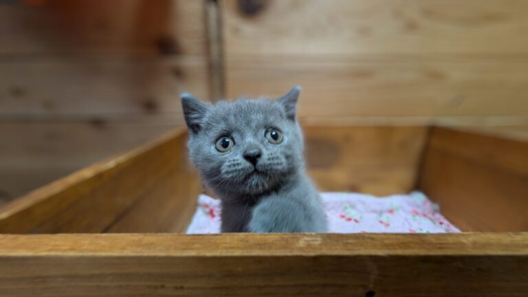 仔猫