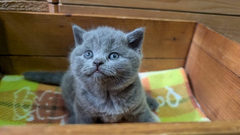 仔猫