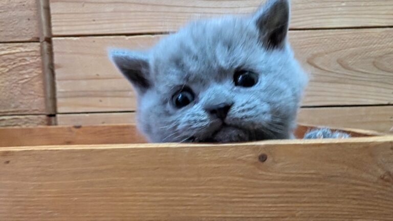 仔猫