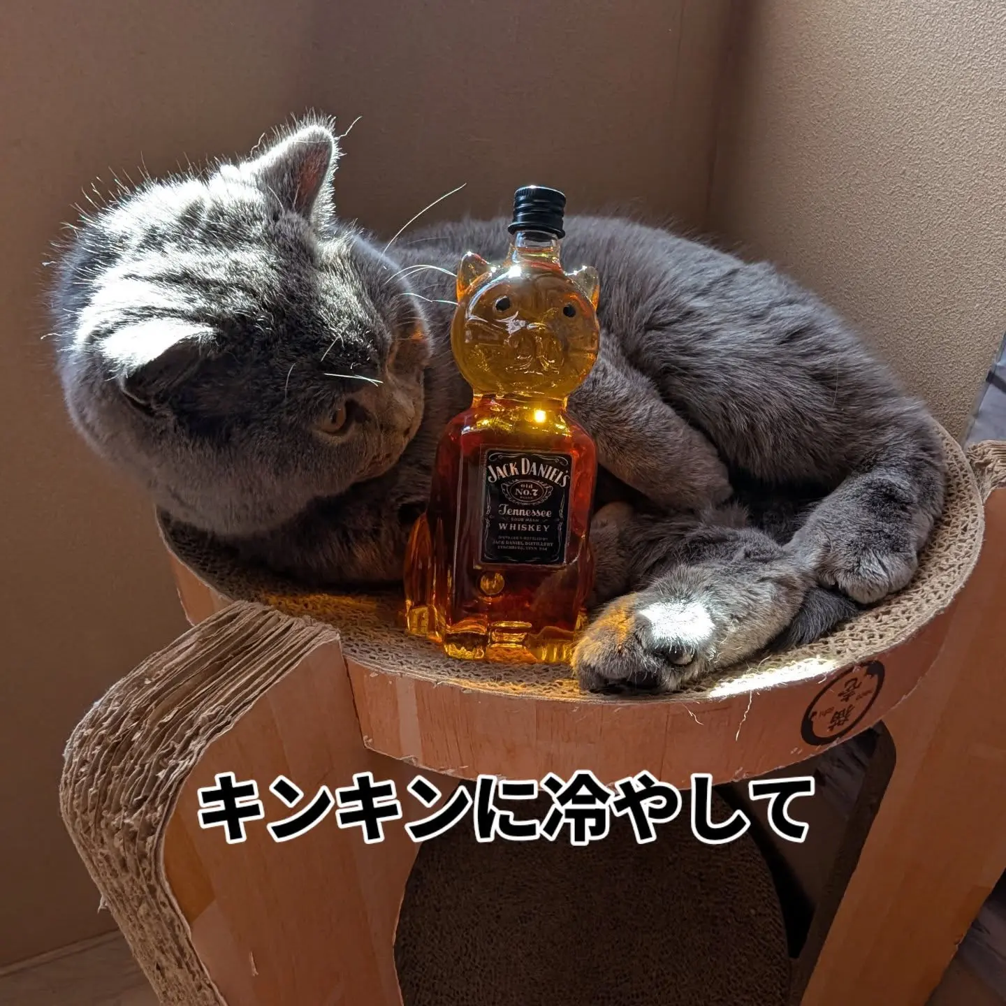 猫ボトルウイスキー❤ - CATTERY BLUEBEAN