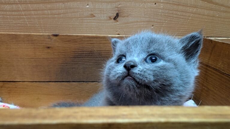 仔猫