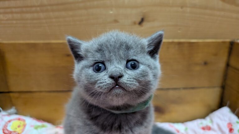 仔猫