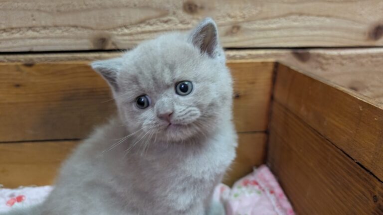 仔猫