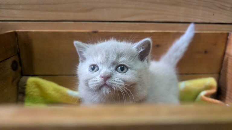 仔猫