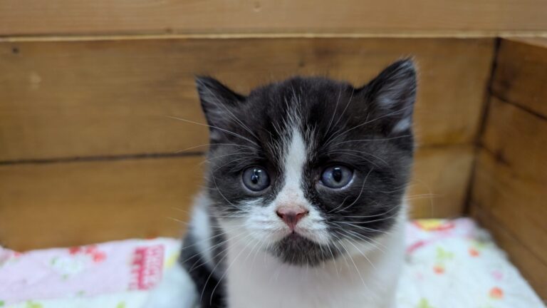 仔猫