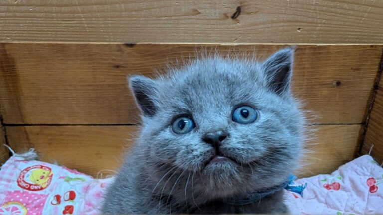 仔猫