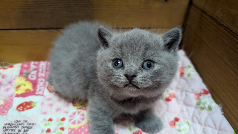 仔猫