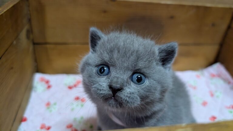 仔猫