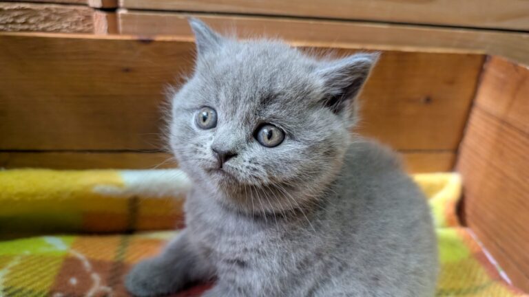 仔猫