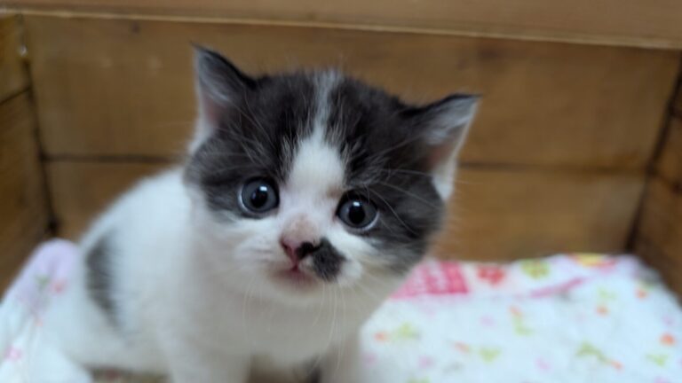 仔猫