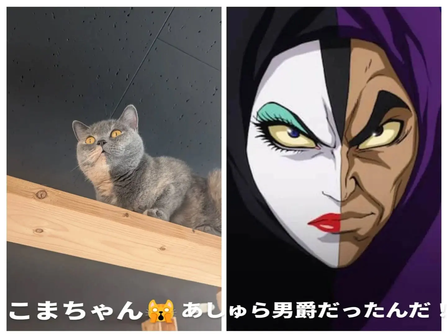 こまちゃん🙀 - CATTERY BLUEBEAN