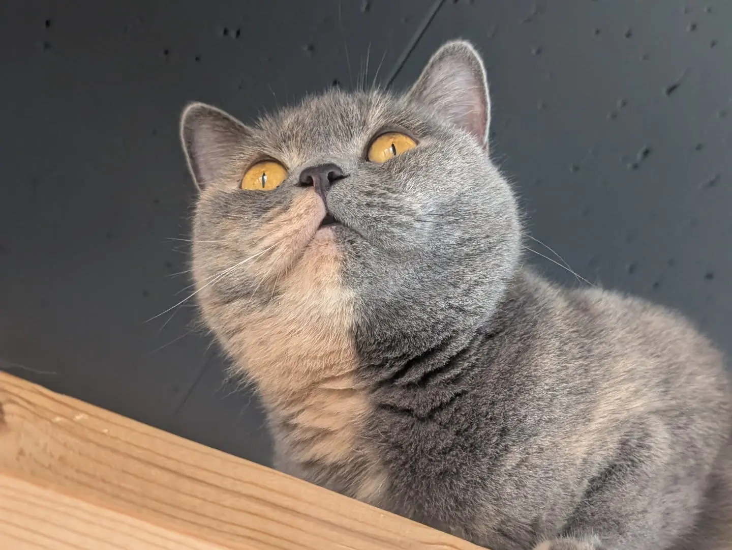 こまちゃん🙀 - CATTERY BLUEBEAN